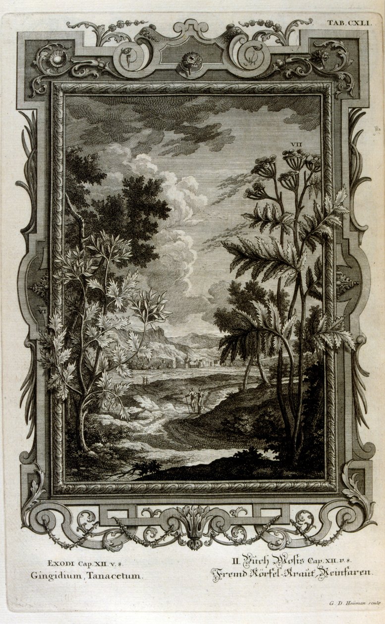 Ilustração de Johann Jakob Scheuchzer