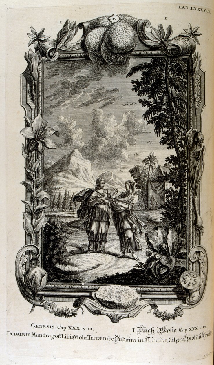 Planta Mandragora. É muitas vezes conhecida como mandrágora de Johann Jakob Scheuchzer
