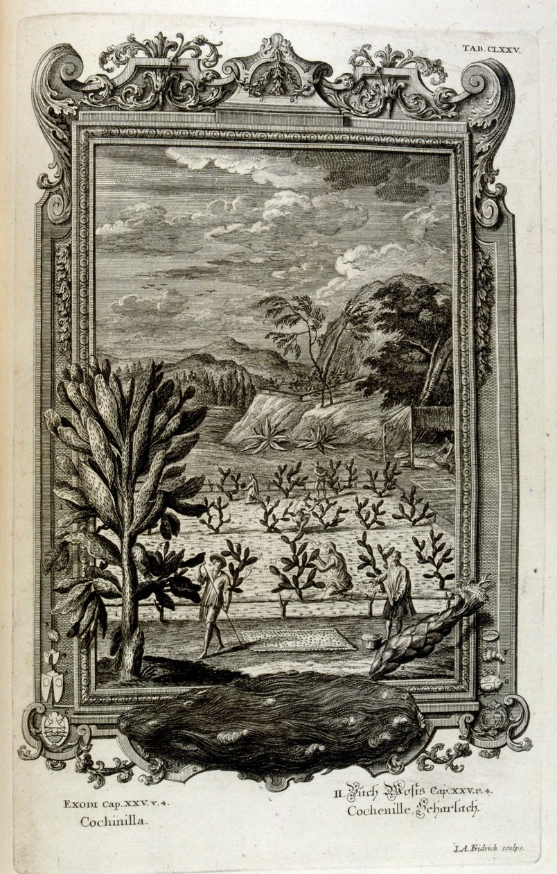 cultivo de cactos de Johann Jakob Scheuchzer