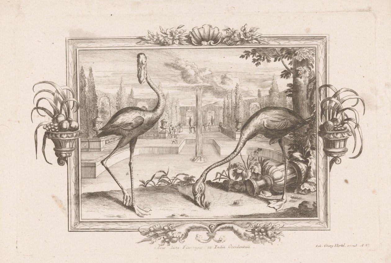 Twee flamingo