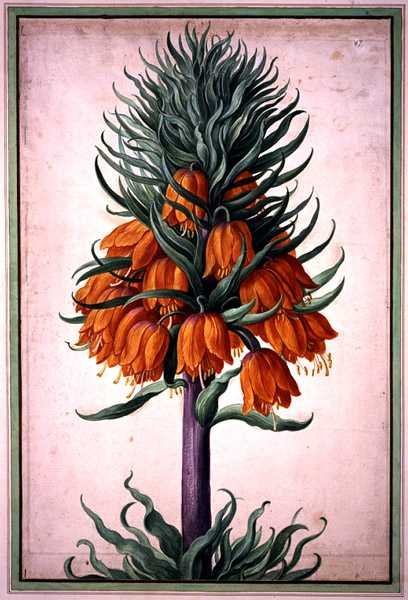 Fritillaria imperialis (coroa imperial) placa 25 da Florilegium Nassau (aguarela sobre papel) de Johann Jakob Walther