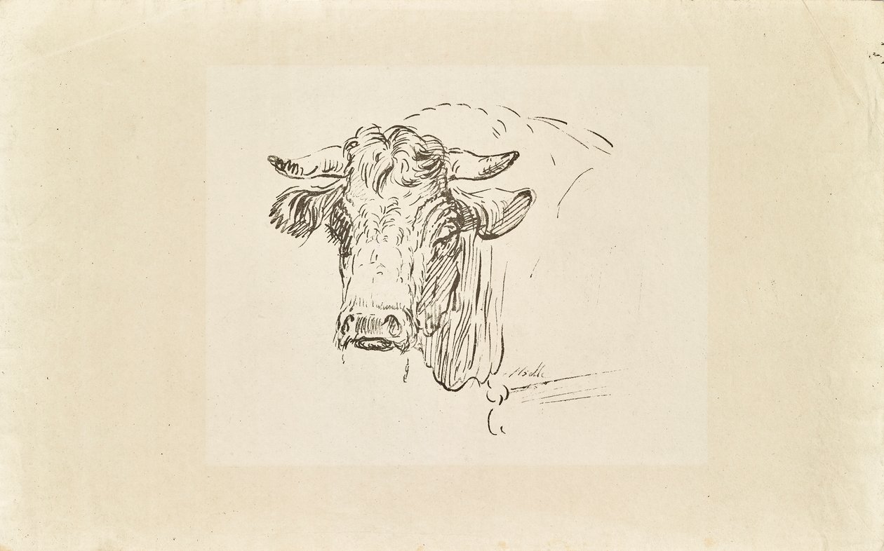 Cabeça de touro de Johann Josef Schindler