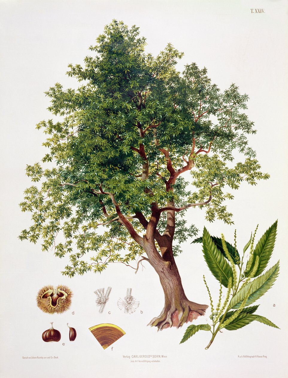 Castanha Doce, gravada por A. Haase de Johann Kautsky