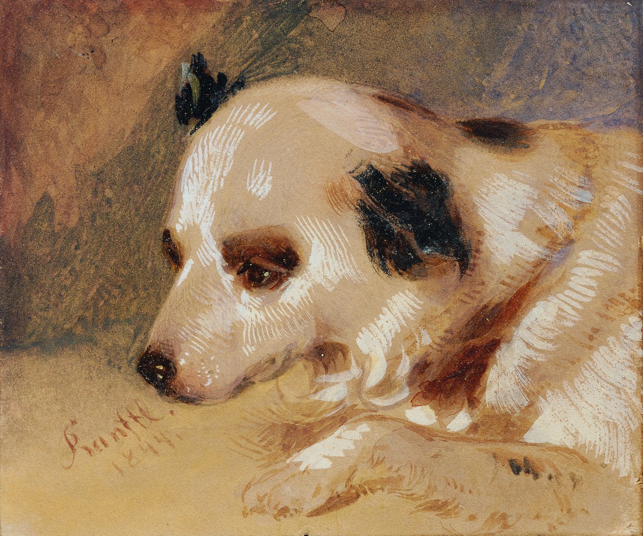 Cabeça de cão de Johann Matthias Ranftl