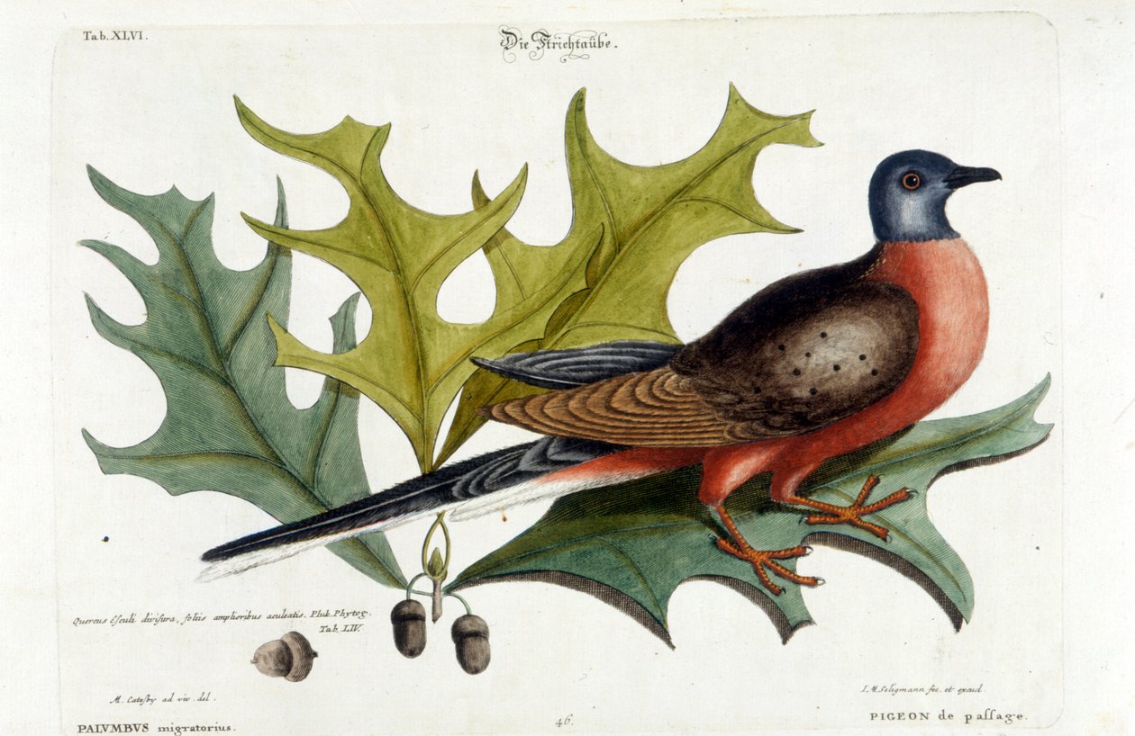 Pomba Migratória, agora extinta. Jardim Zoológico, Seligman 1749 de Johann Michael Seligmann