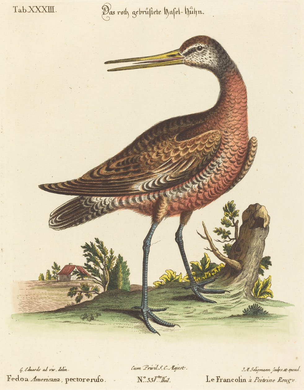 Fedoa Americana, pectore ruso de Johann Michael Seligmann after George Edwards
