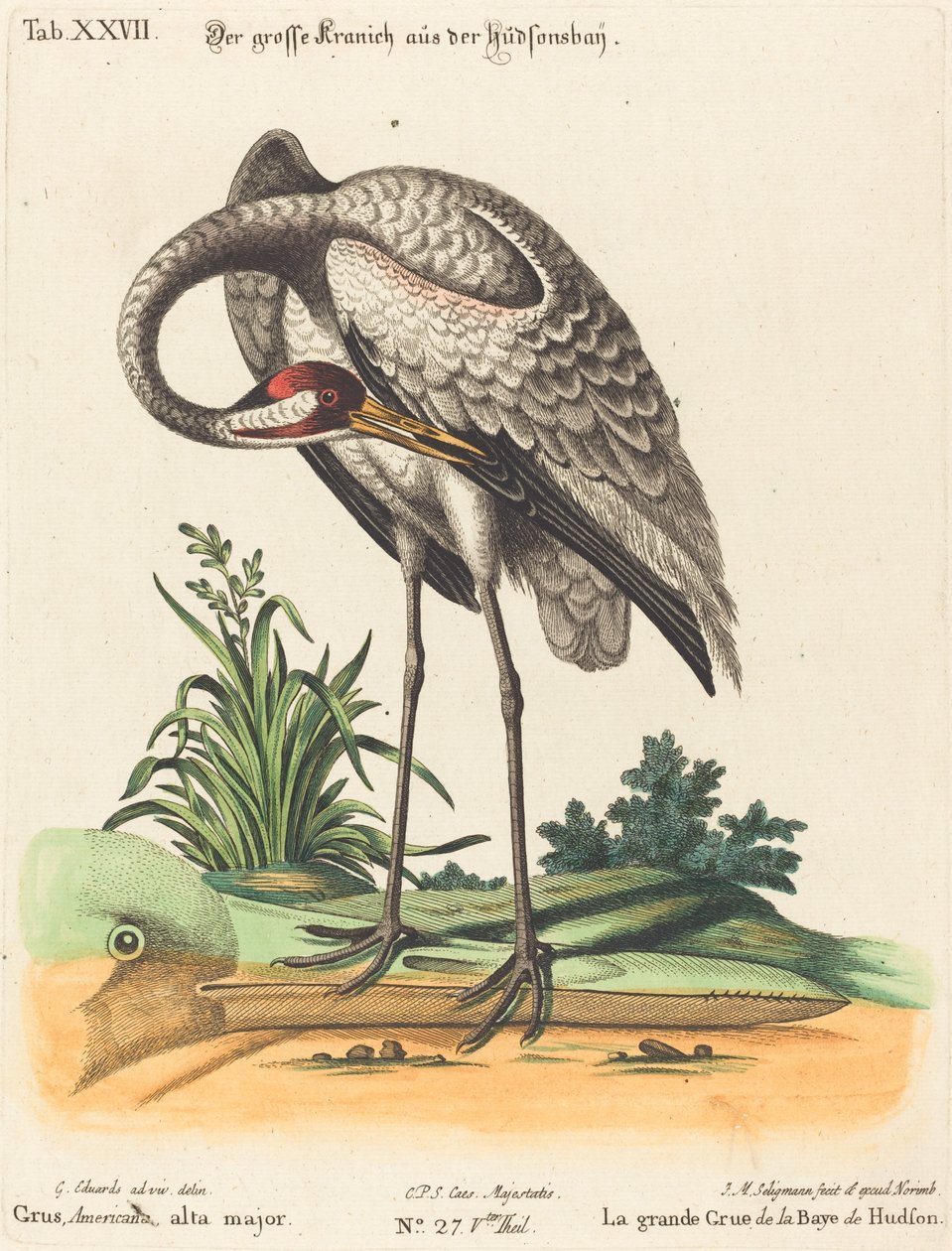Grus Americana, alto major de Johann Michael Seligmann after George Edwards