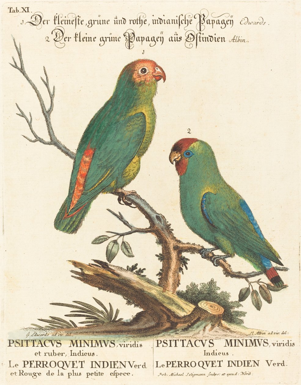 Papagaio (Le Perroquet Indien. Parrot Minimus) de Johann Michael Seligmann after George Edwards