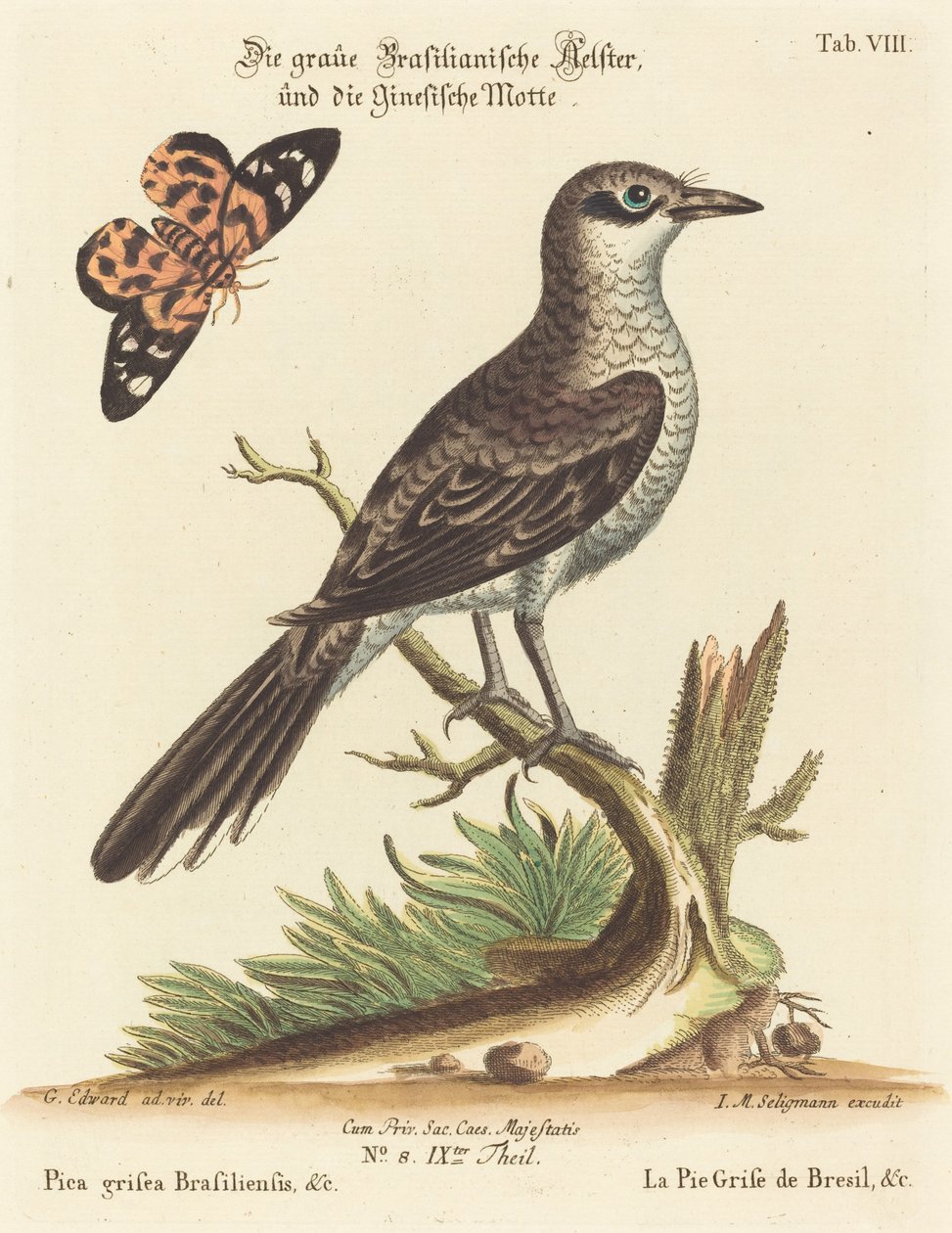 Pica grisea Brasiliensis de Johann Michael Seligmann after George Edwards