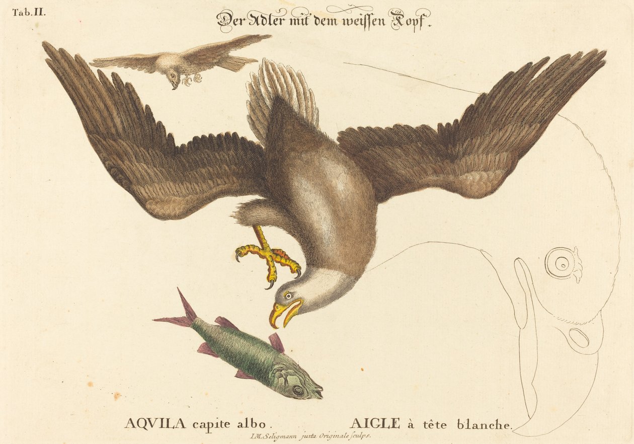 A águia americana (Falco leucocephalus) de Johann Michael Seligmann after Mark Catesby