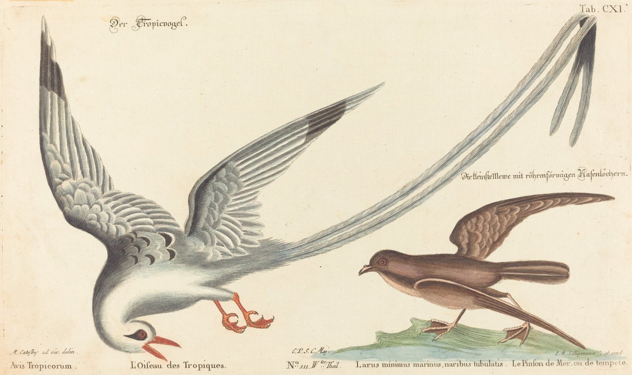 O pássaro tropical (Phaeton aethereus) de Johann Michael Seligmann after Mark Catesby