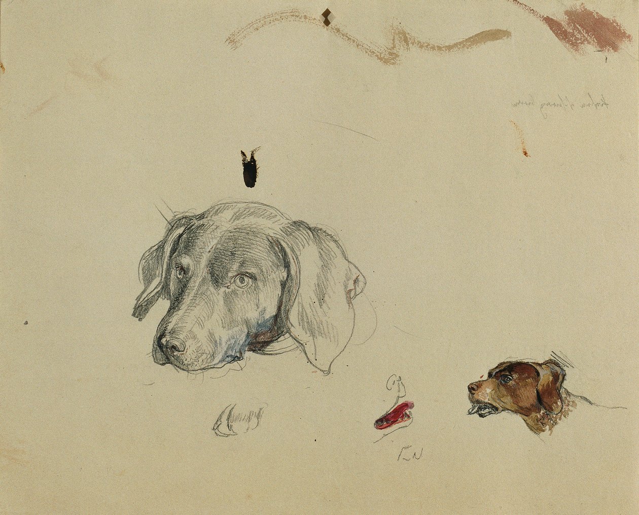 estudo de cachorro de Johann Peter Krafft