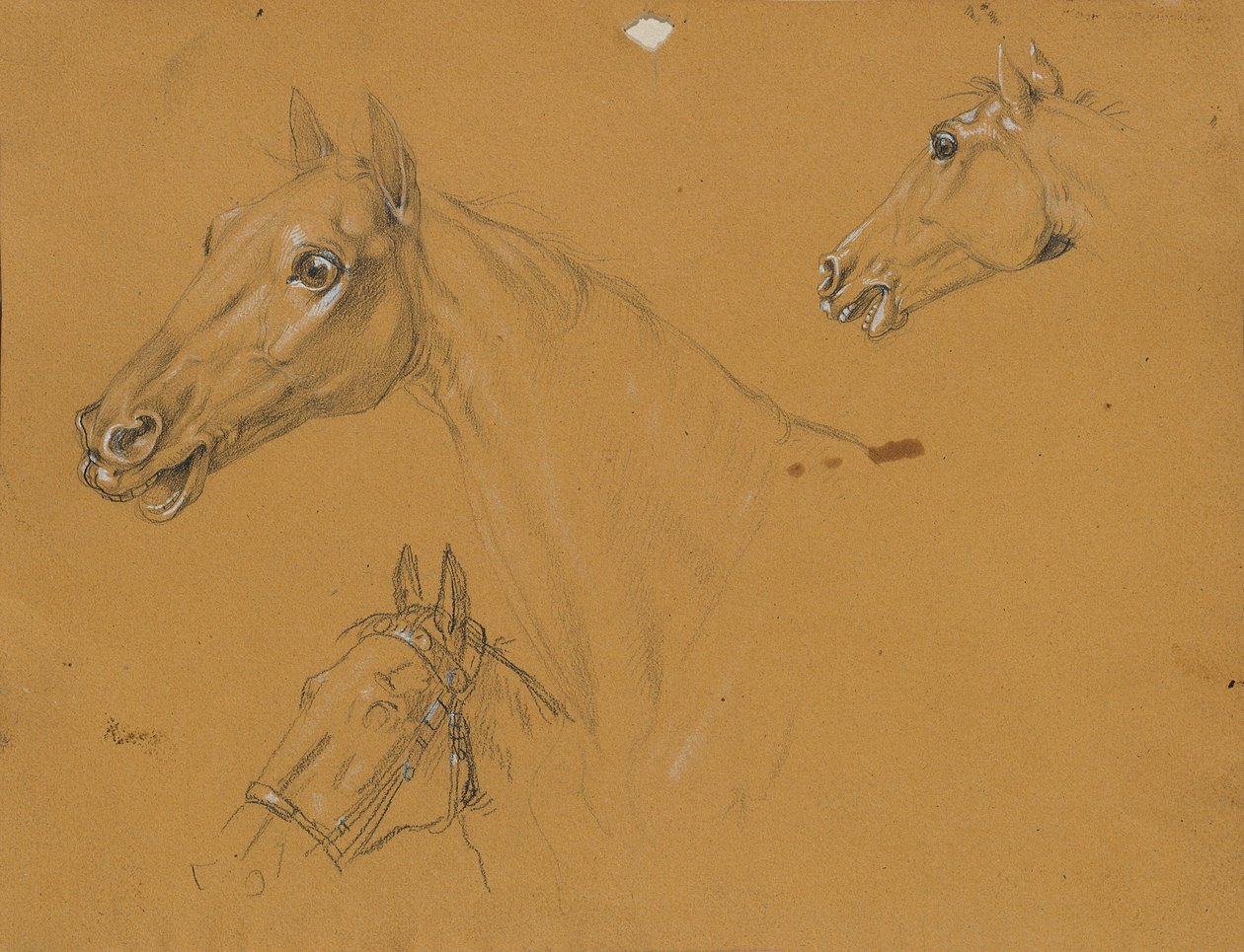 Estudo do cavalo no "Archduke Karl com o seu pessoal na Batalha de Aspern". de Johann Peter Krafft