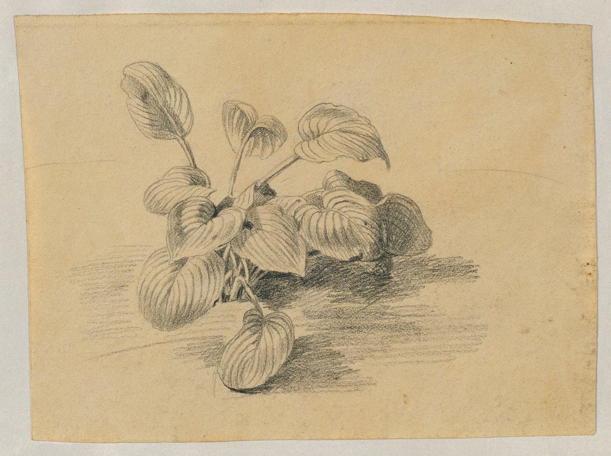 Estudo de uma planta de folhagem de Johann Peter Krafft