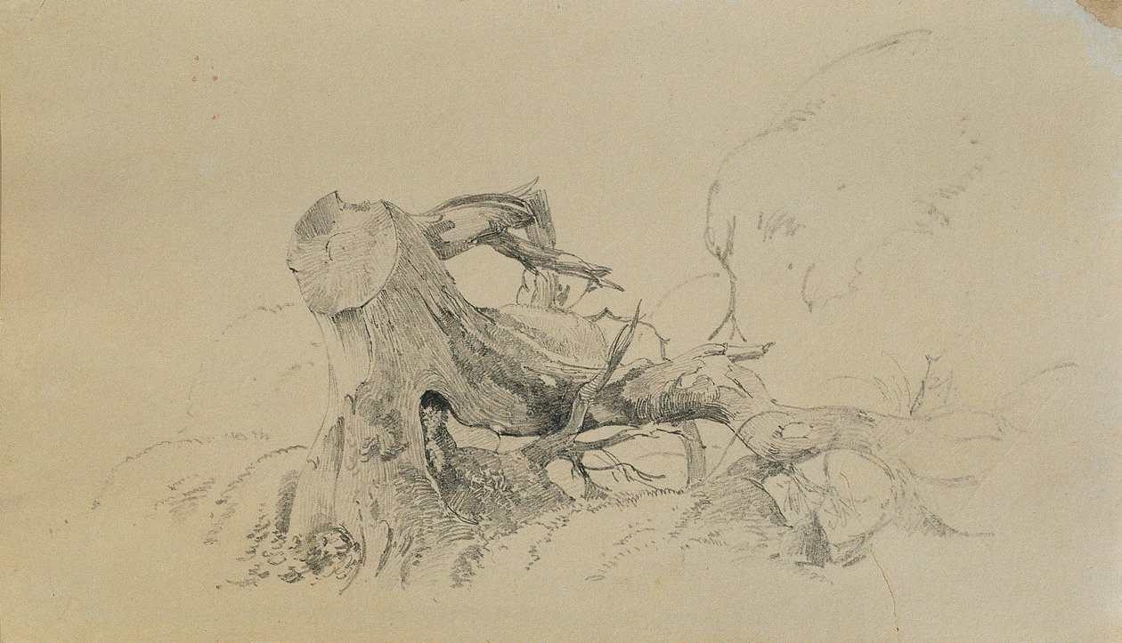 Sistema radicular, árvore caída de Johann Peter Krafft