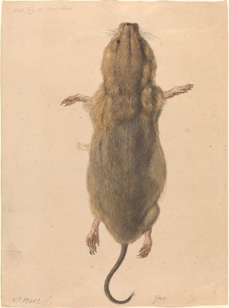 Um rato de campo, visto de cima de Johann Rudolph Schellenberg