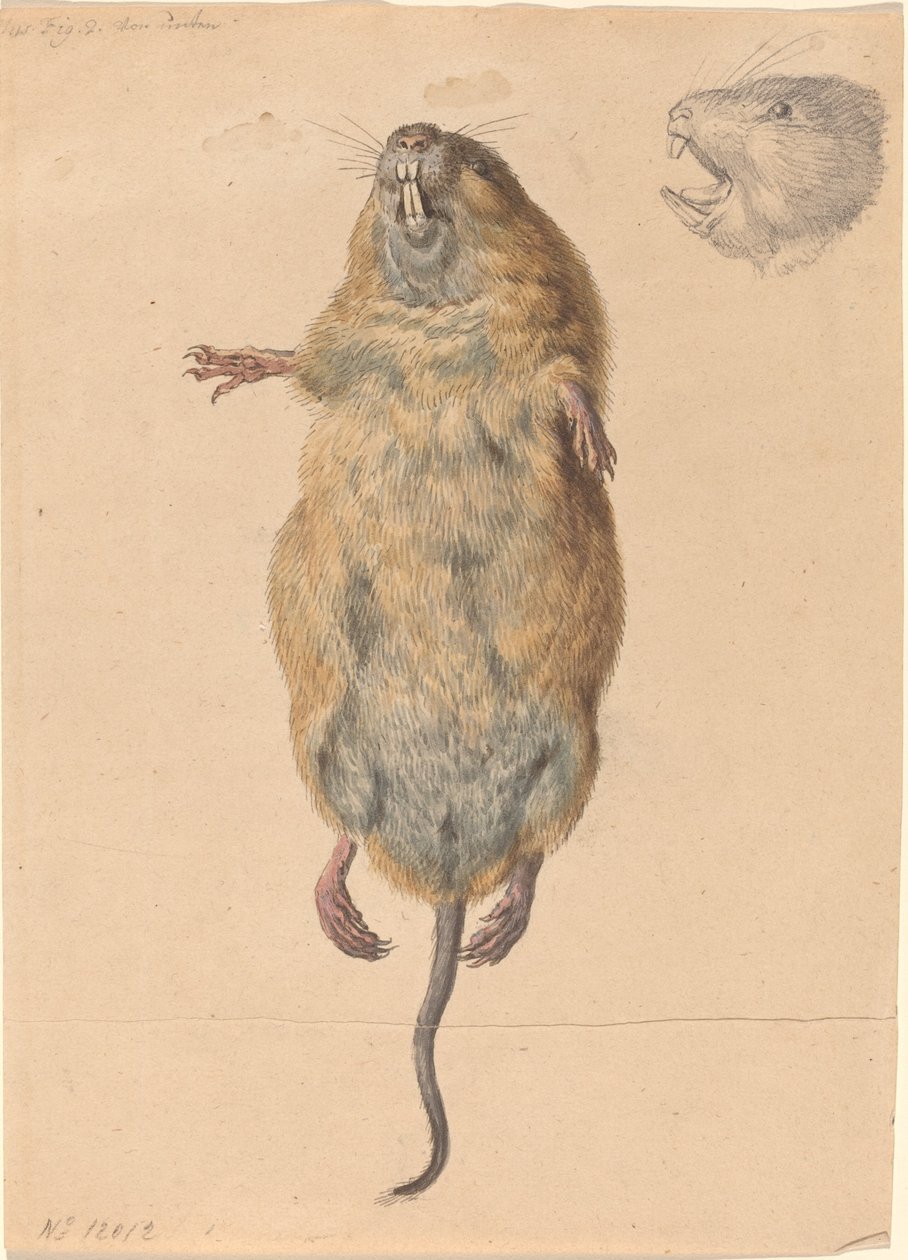 Um rato de campo, visto de baixo de Johann Rudolph Schellenberg