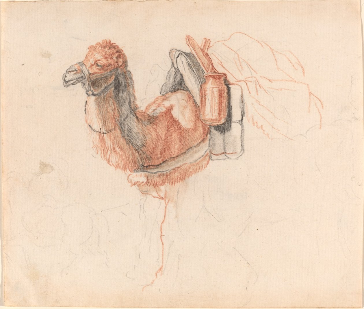 Camelo de Johann Rudolph Schellenberg