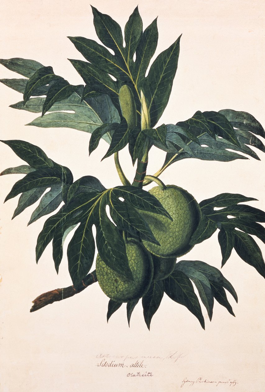 Um ramo da árvore da fruta-pão com frutos, c.1773 (gravura) de Johann Sebastien Muller