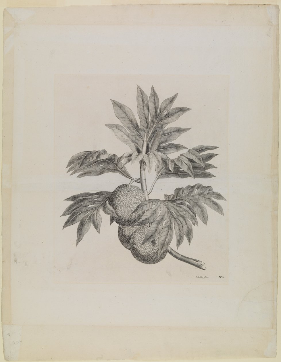 Um ramo da árvore da fruta-pão com o fruto de Johann Sebastien Muller