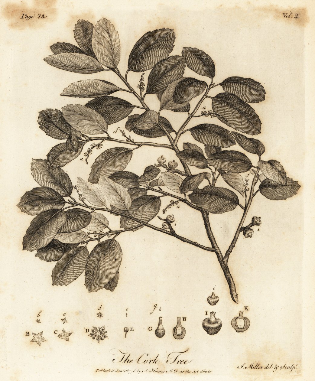 Sobreiro, Quercus suber. de Johann Sebastien Muller