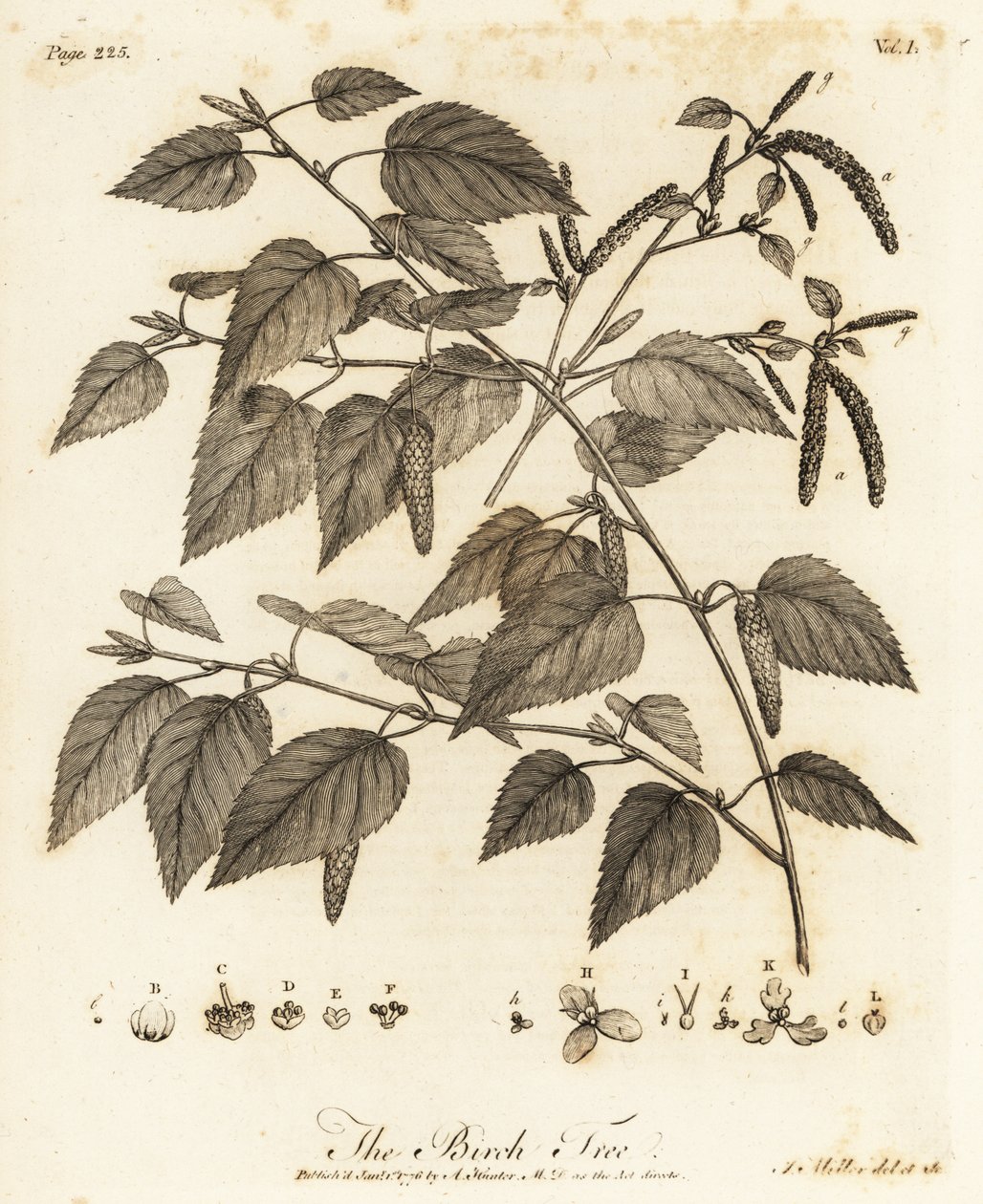 Bétula felpuda, Betula pubescens. de Johann Sebastien Muller
