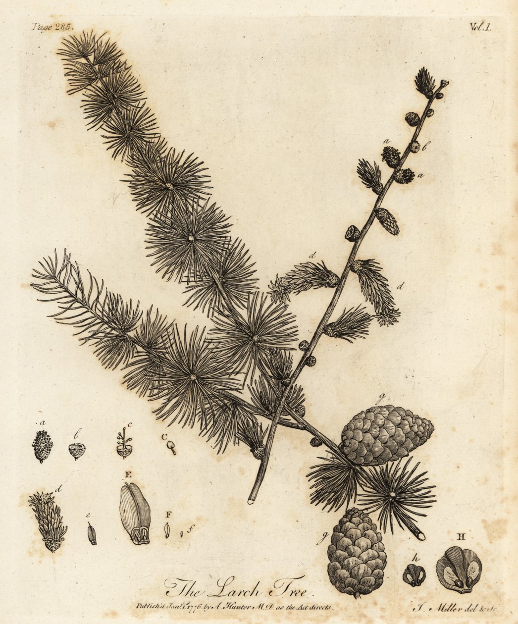 lariço europeu, Larix decidua. de Johann Sebastien Muller