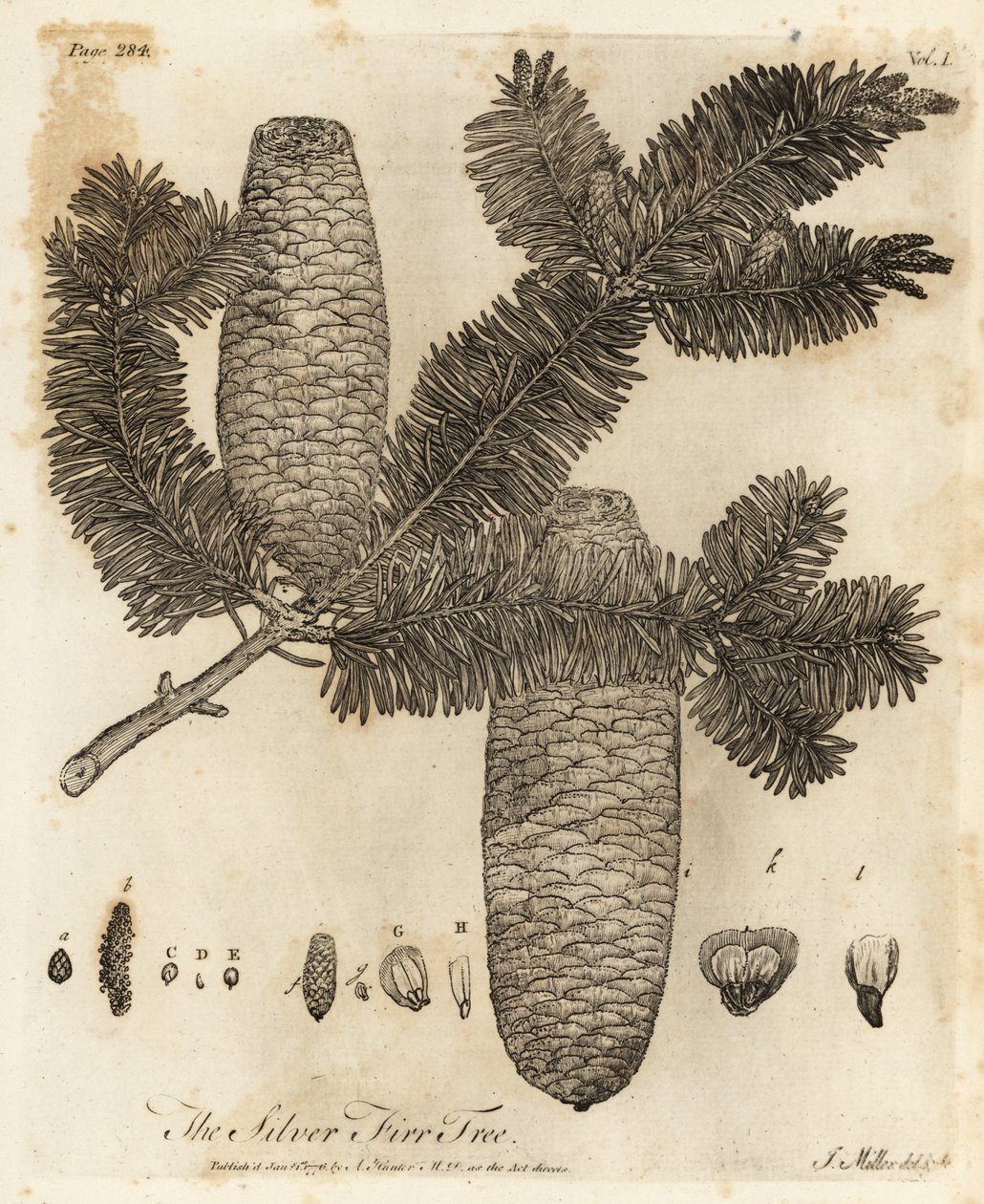 Abies alba, Abies alba. de Johann Sebastien Muller