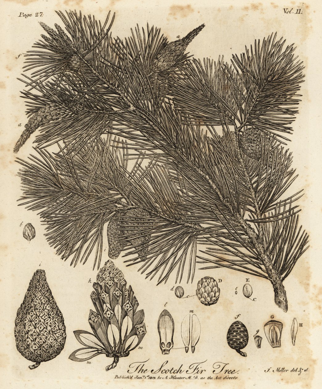 Pinheiro silvestre, Pinus sylvestris. de Johann Sebastien Muller