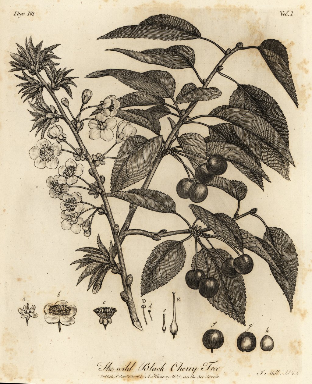 Cereja ácida, cereja torta ou cereja anã, Prunus cerasus. de Johann Sebastien Muller