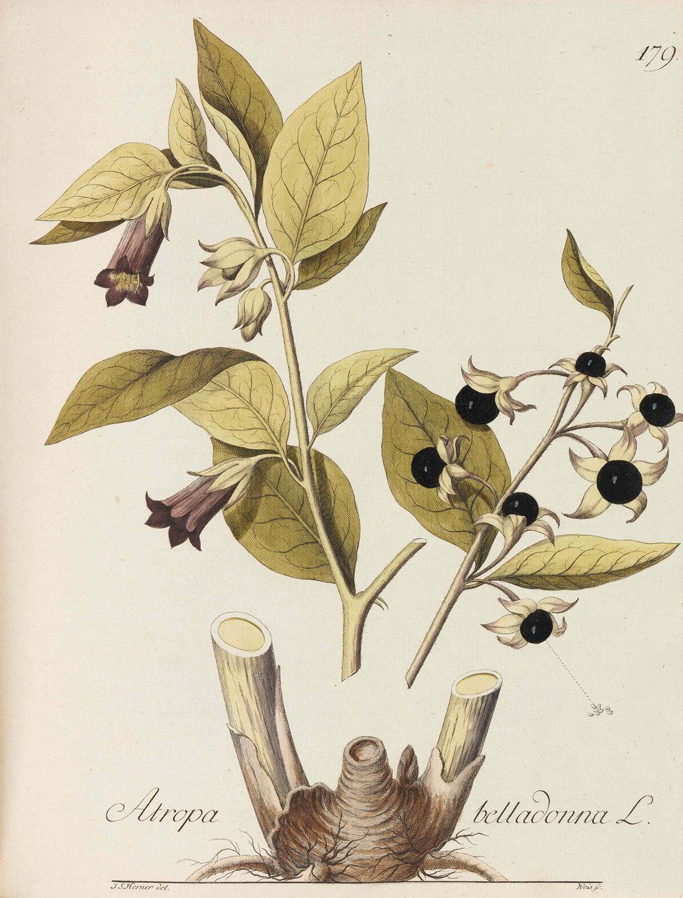 Ilustração de todas as plantas econômicas, 1786-1788. de Johann Simon von Kerner