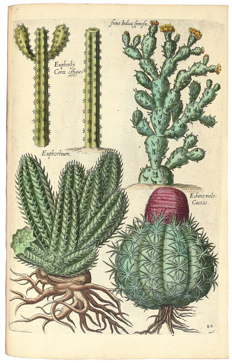Cactos, 1641 de Johann Theodor de Bry