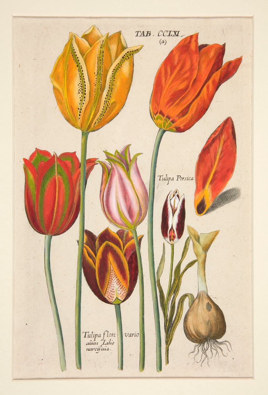 Florilegium novum, hoc est Variorum Maximeque Radiorum Florum ac Plantorum (Placa floral); (Túlipas); de um conjunto de 81 placas de Johann Theodor de Bry