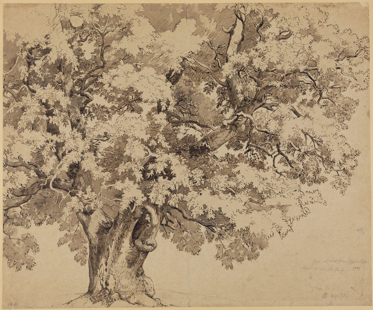 Carvalho na Wilhelmshöhe perto de Kassel de Johann Wilhelm Schirmer