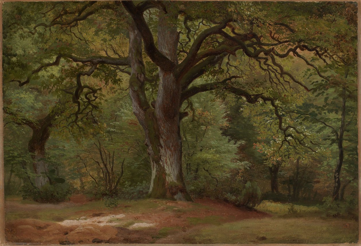 Floresta de carvalhos no Solling de Johann Wilhelm Schirmer