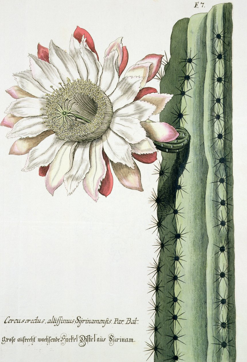 alta Syrinamensis alertas brilhante de Phythanthoza Iconographica publicado na Alemanha, 1737-1745 de Johann Wilhelm Weinman