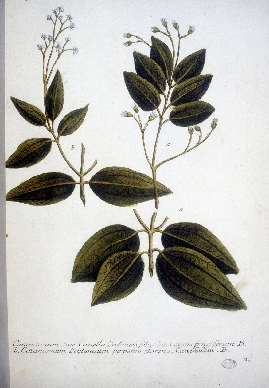 Cinnamomum Zeylanicum (Canela do Ceilão) - Gravação do Herbário por J.W. Weinmann em 1737. de Johann Wilhelm Weinman