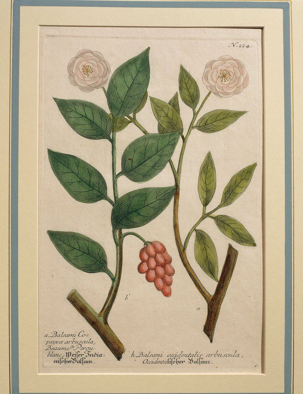 Arbusto de bálsamo ocidental, gravura colorida de Johann Wilhelm Weinmann