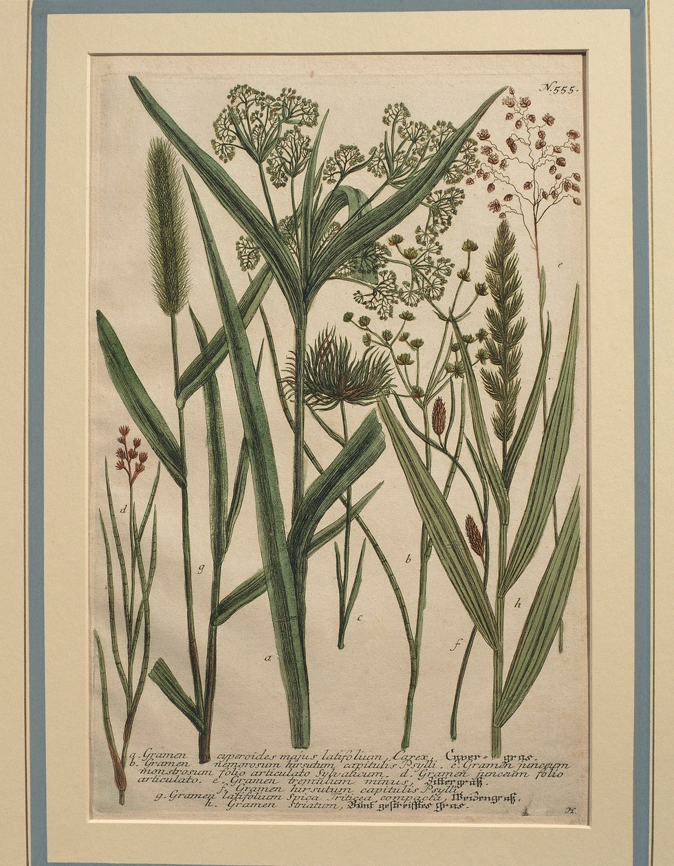 Erva das Bermudas (dactilo Cynodon), gravura colorida de Johann Wilhelm Weinmann