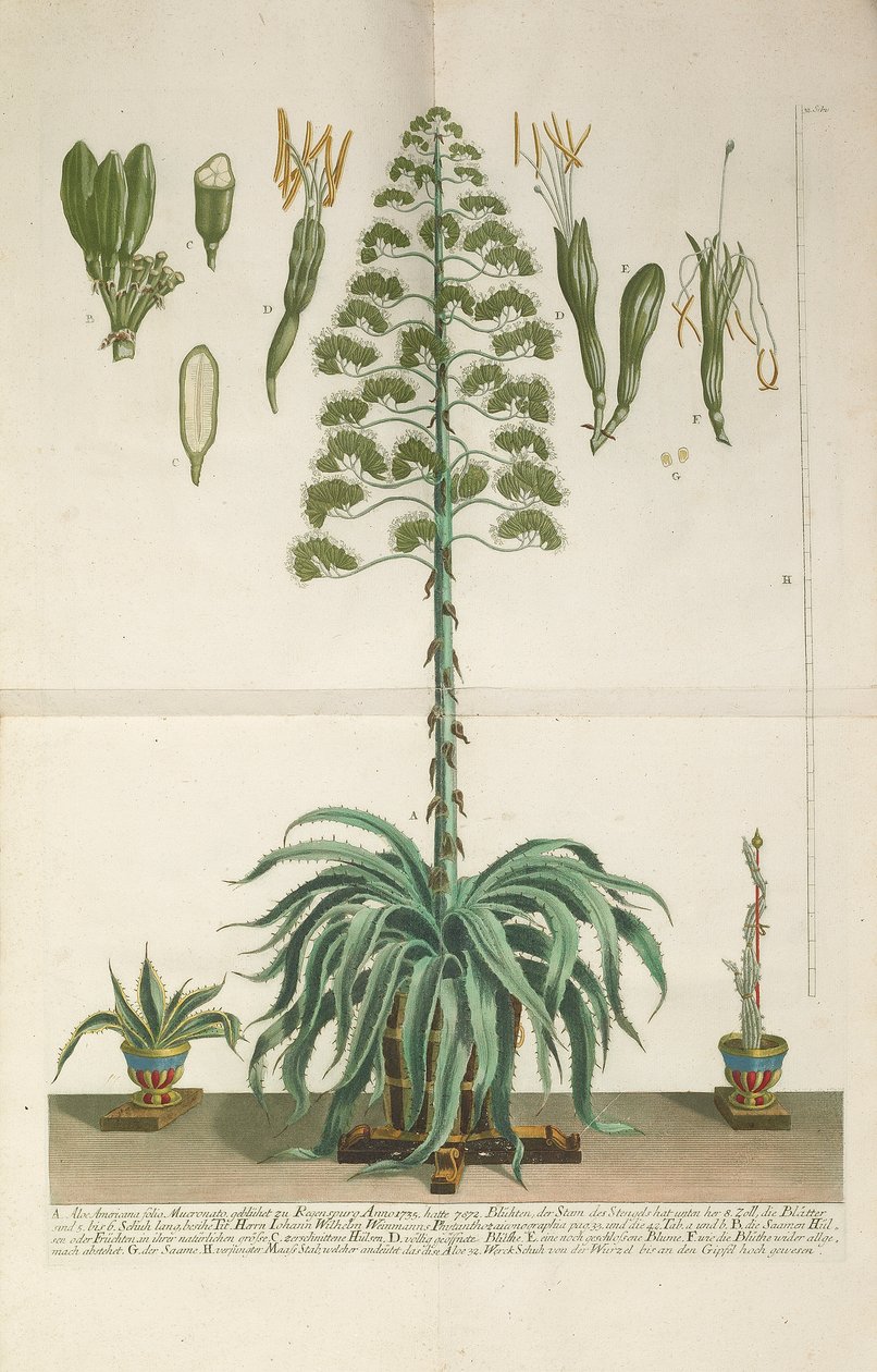 Placa gravada e mezzotint de Aloe Americana folio Mucronato, c. 1735-1737 de Johann Wilhelm Weinmann