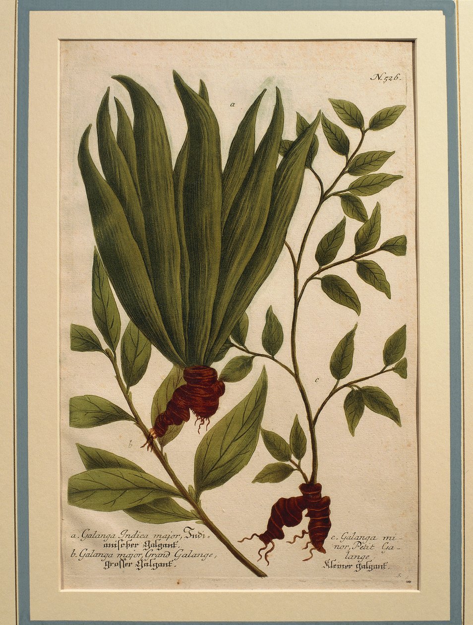 Grande Galanga (Alpinia galanga), Galanga Indica major e Galanga major, gravura colorida de Johann Wilhelm Weinmann