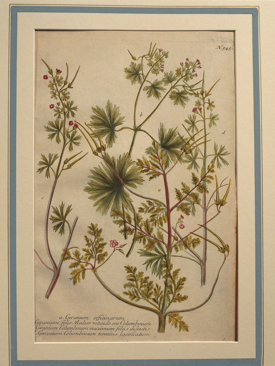 Herb Robert (Geranium robertianum), gravura colorida de Johann Wilhelm Weinmann