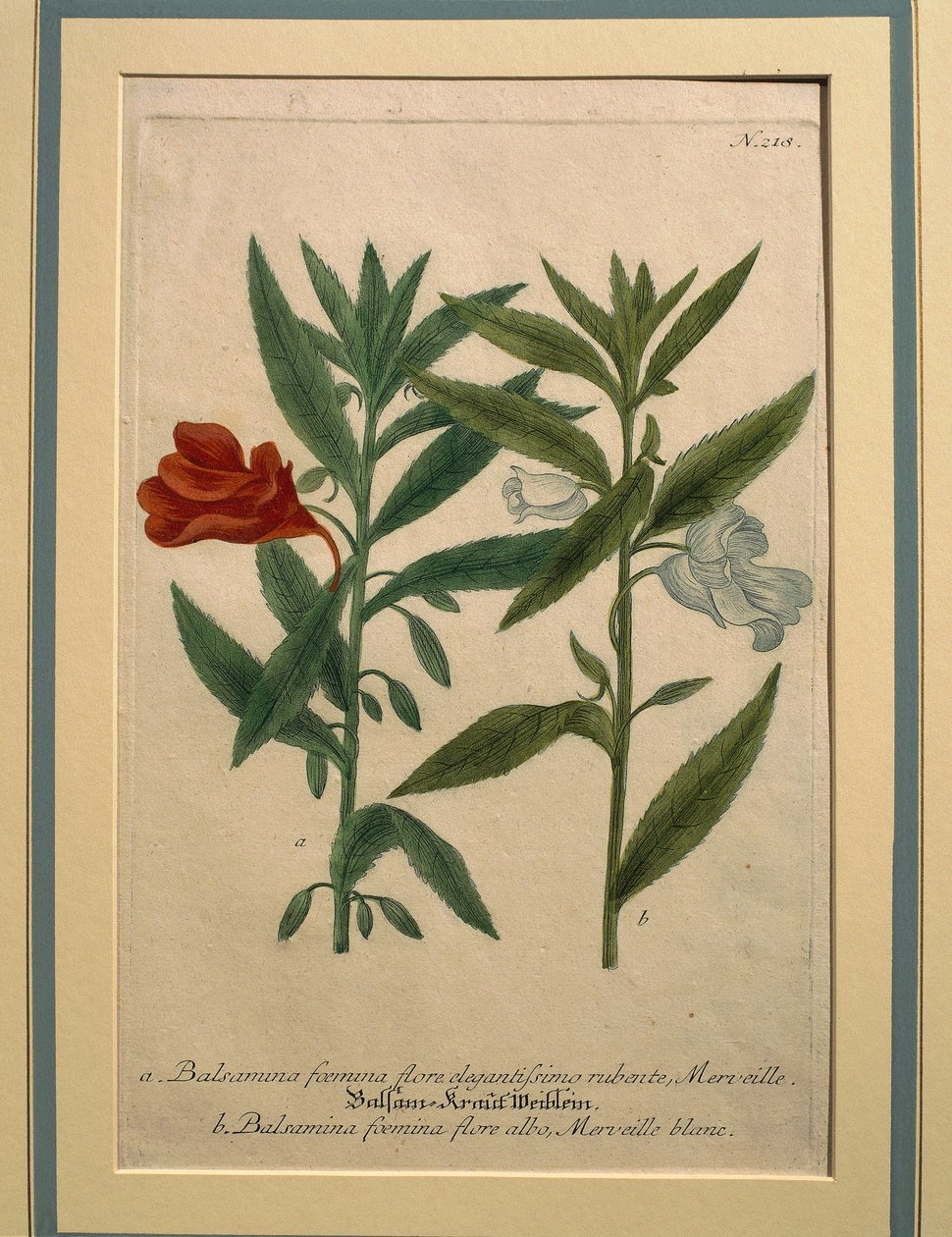 Impacientes, gravura colorida de Johann Wilhelm Weinmann