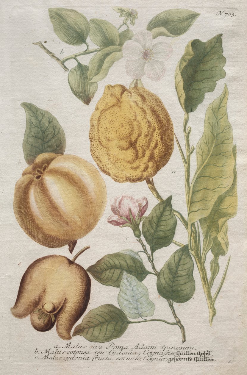 Phytanthoza iconografia: No. 703. de Johann Wilhelm Weinmann