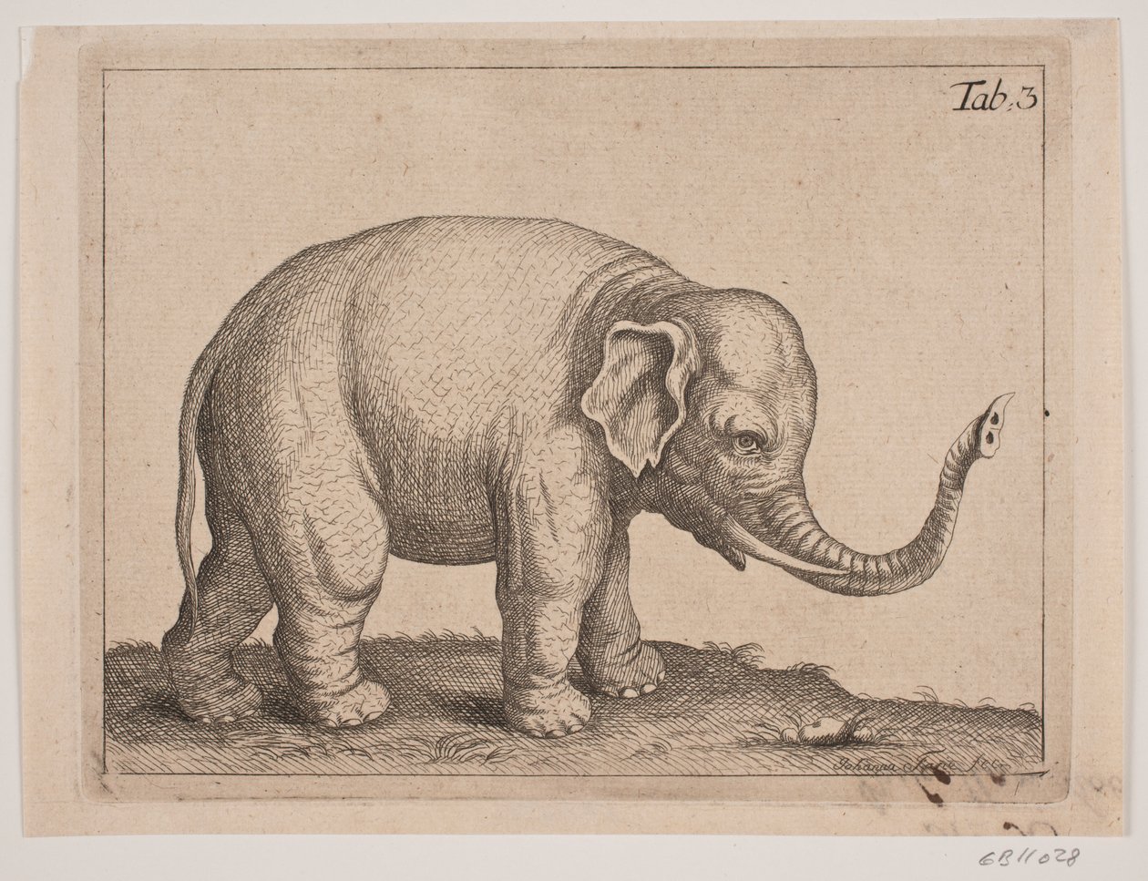 Um elefante de Johanna Fosie