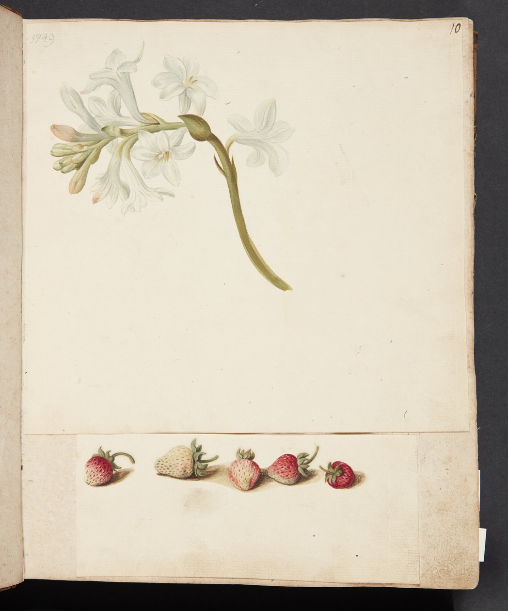 Estudo de flor e morango de Johanna Fosie