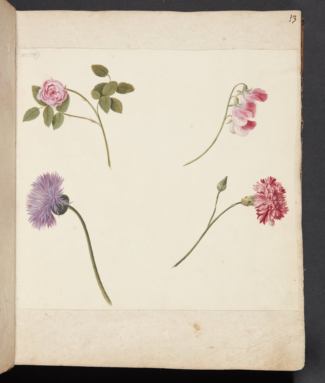 Estudo de flores de Johanna Fosie