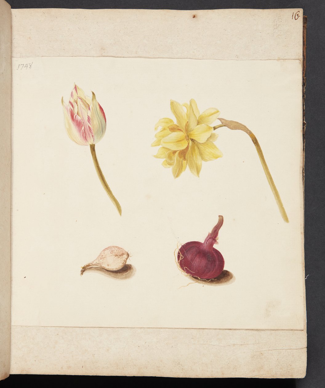 Estudo de flores e bulbos de Johanna Fosie