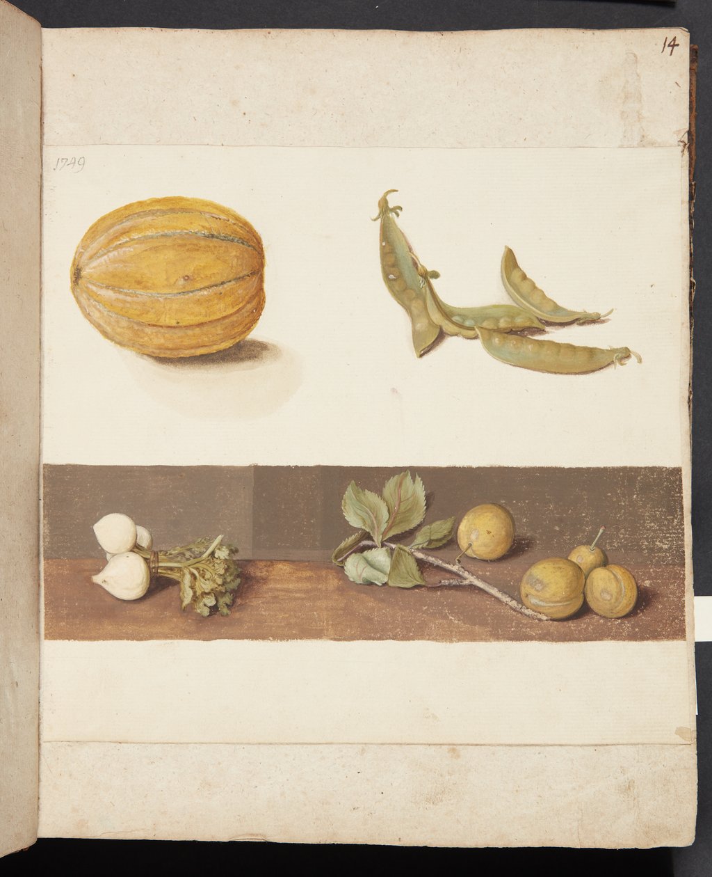 Estudo de frutas e legumes de Johanna Fosie