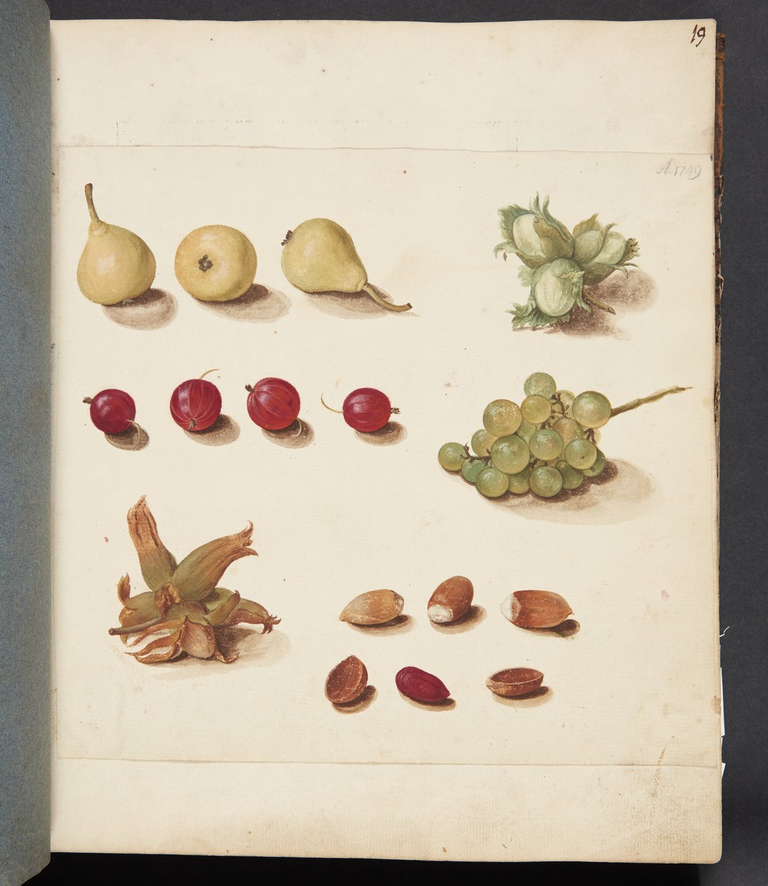 Estudo de frutas, bagas e nozes de Johanna Fosie